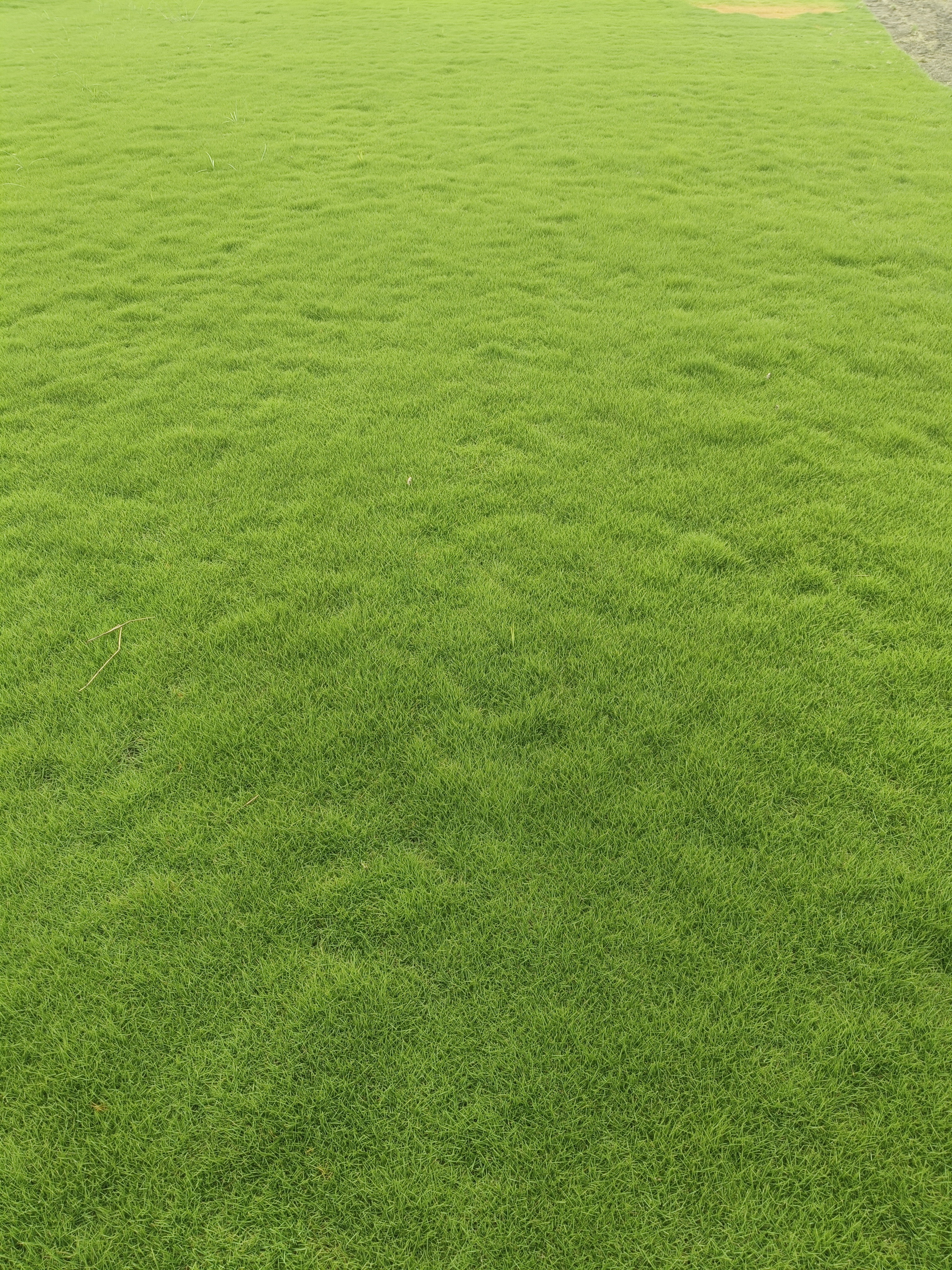 Natural Lawn Grass in Delhi