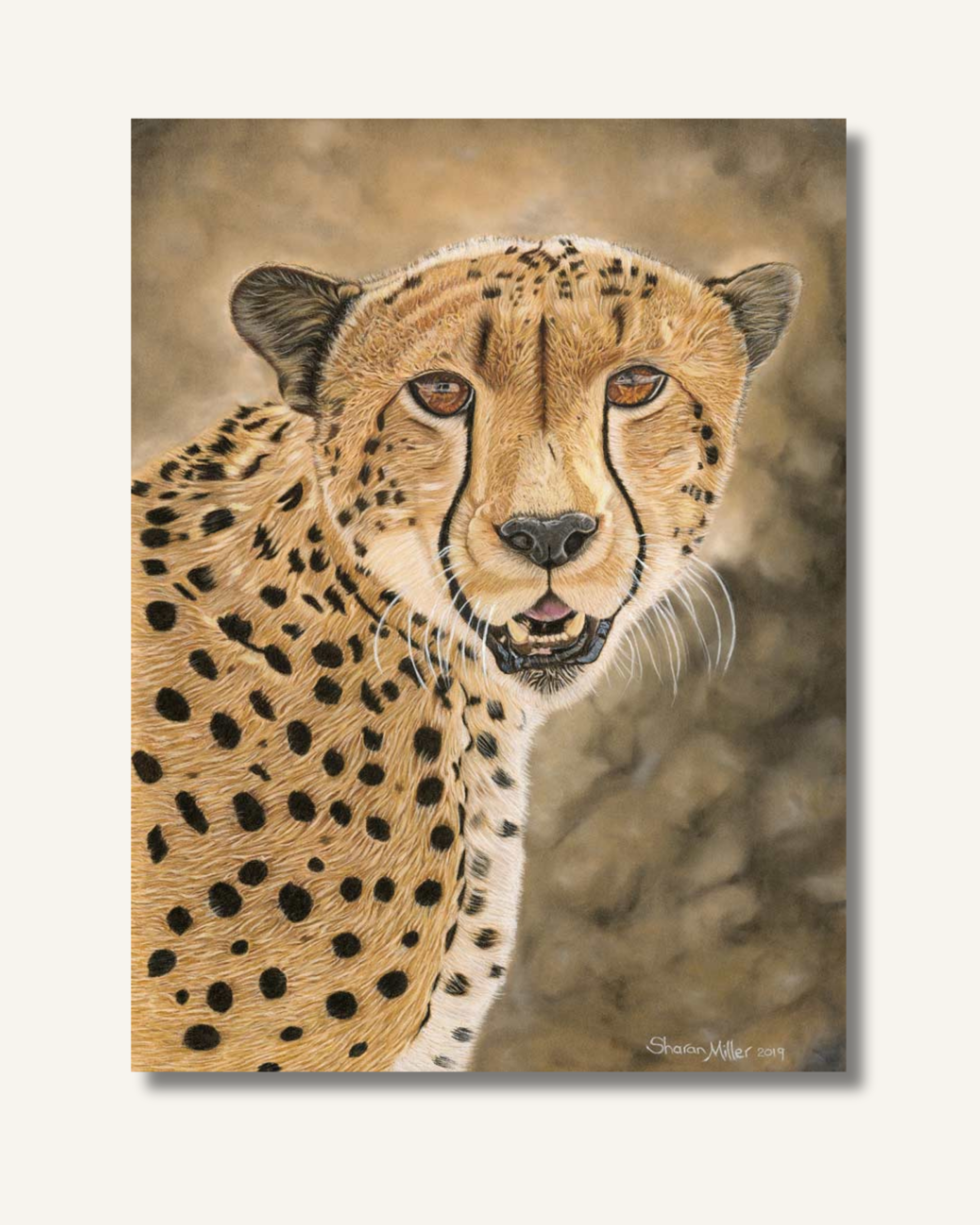 Cheetah