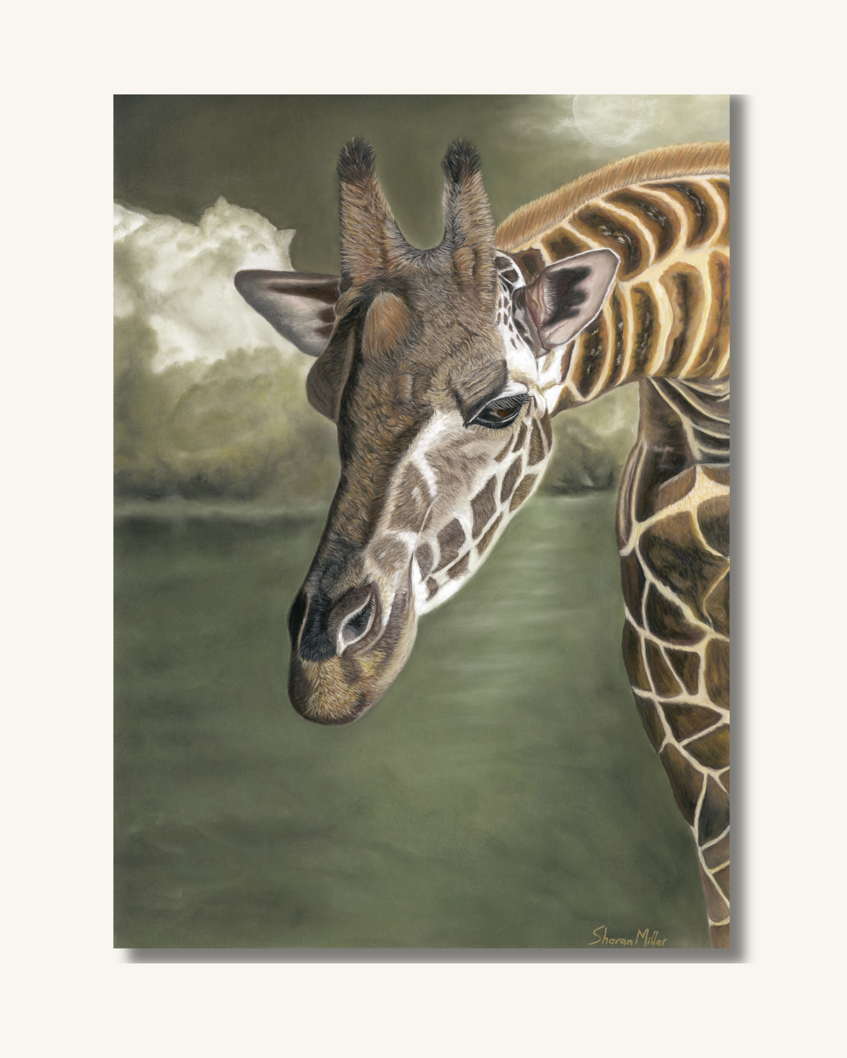 The South African Giraffe