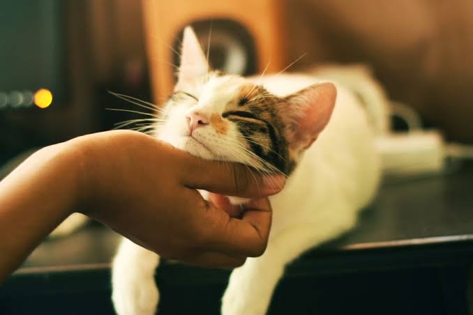 Cat Sitting | 45 min