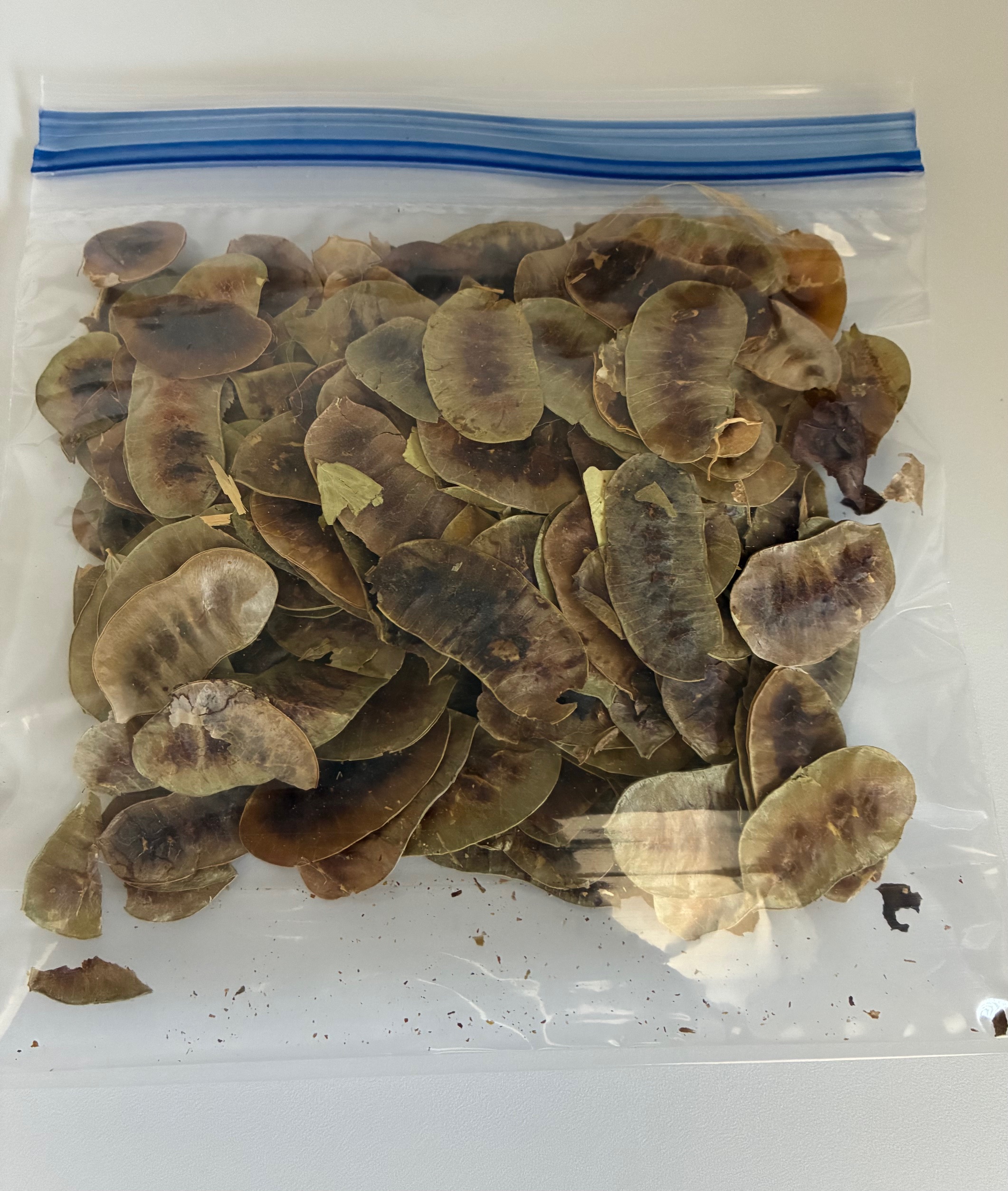 Quranic Senna (~1 oz. pack)