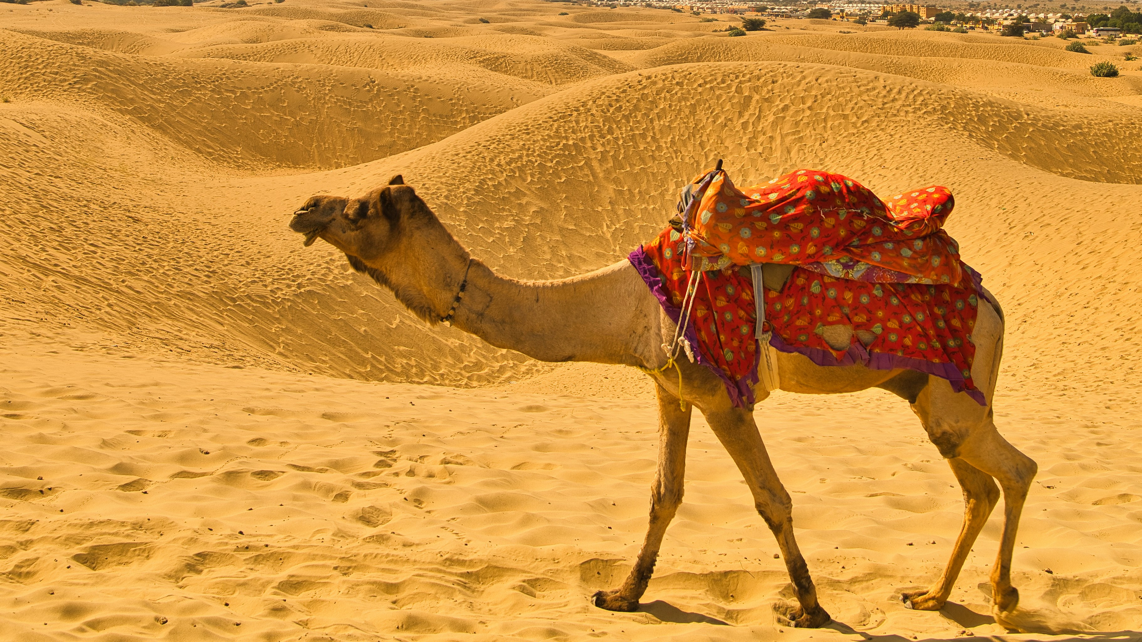 Thar Desert Luxury Overnight Safari (1N/2D)