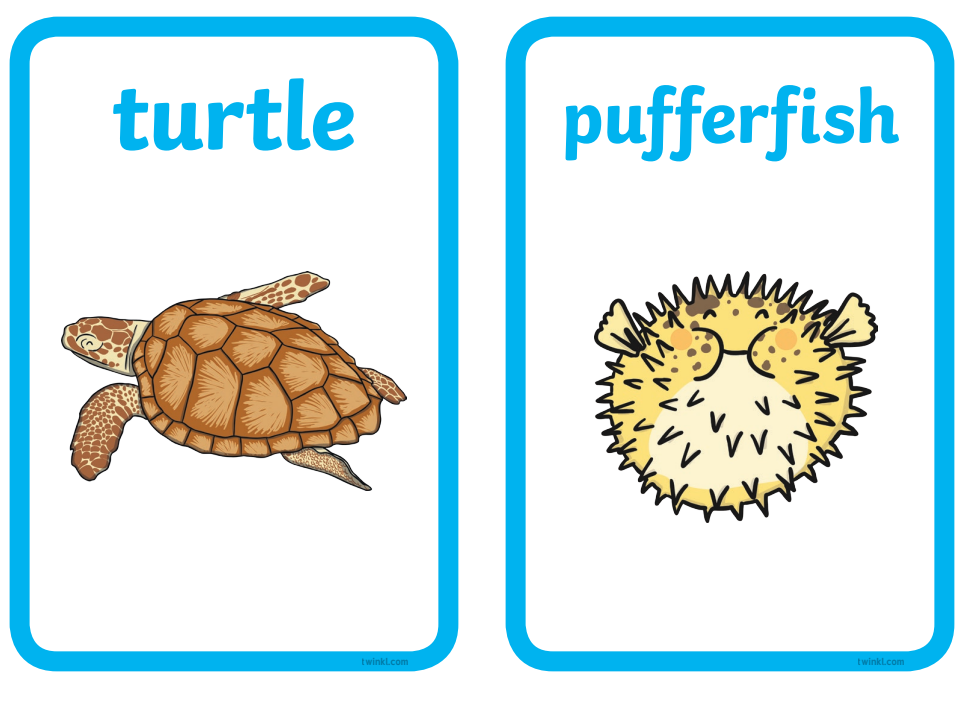 Sea Animal Flashcards