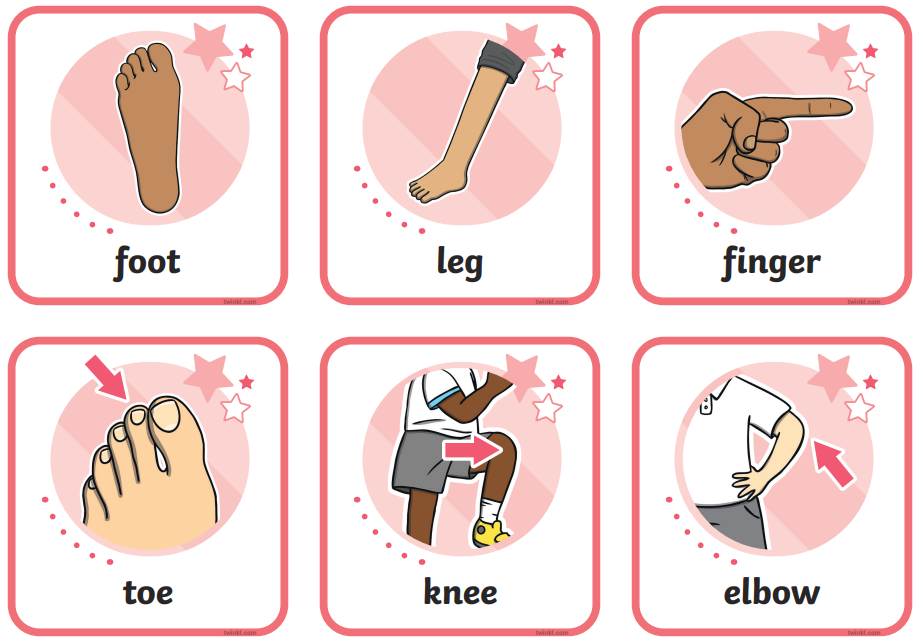 Body Parts Flashcards - Digital Set