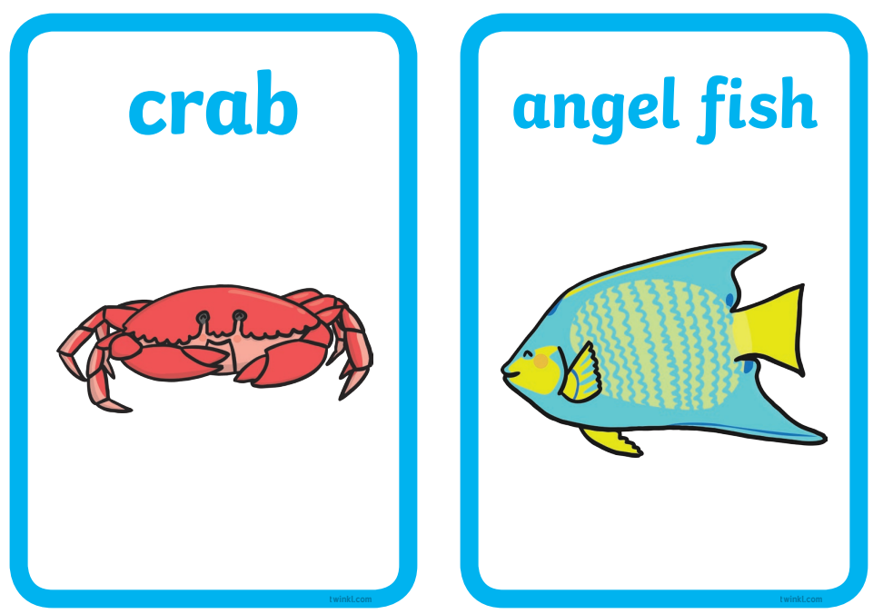 Sea Animal Flashcards