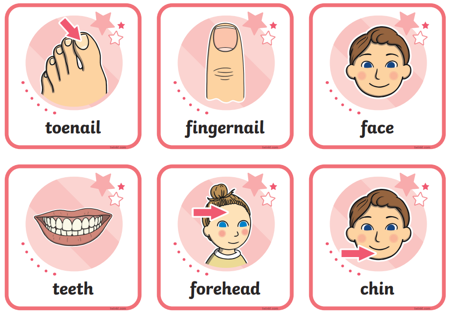 Body Parts Flashcards - Legs & Feet