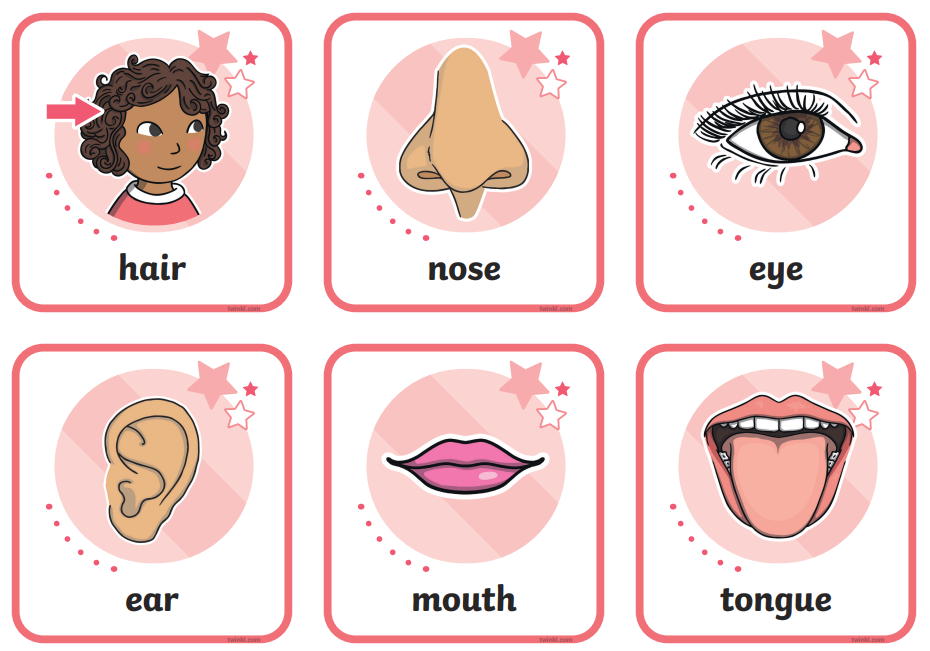 Body Parts Flashcards - Legs & Feet