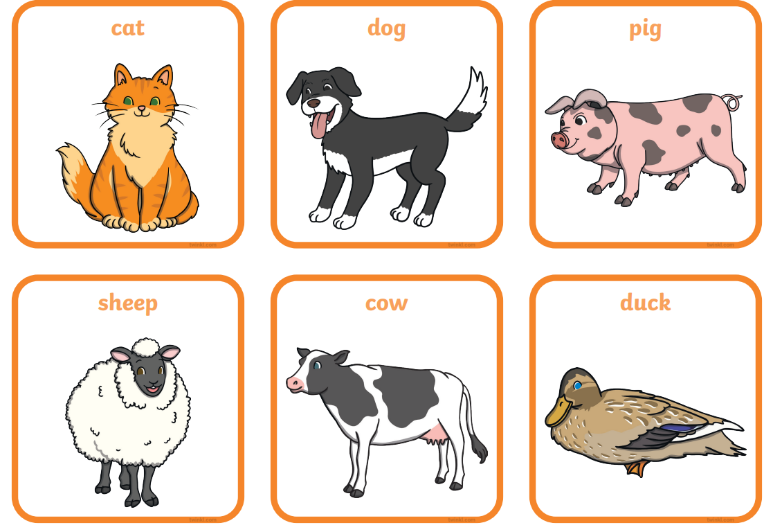 Sea Animal Flashcards