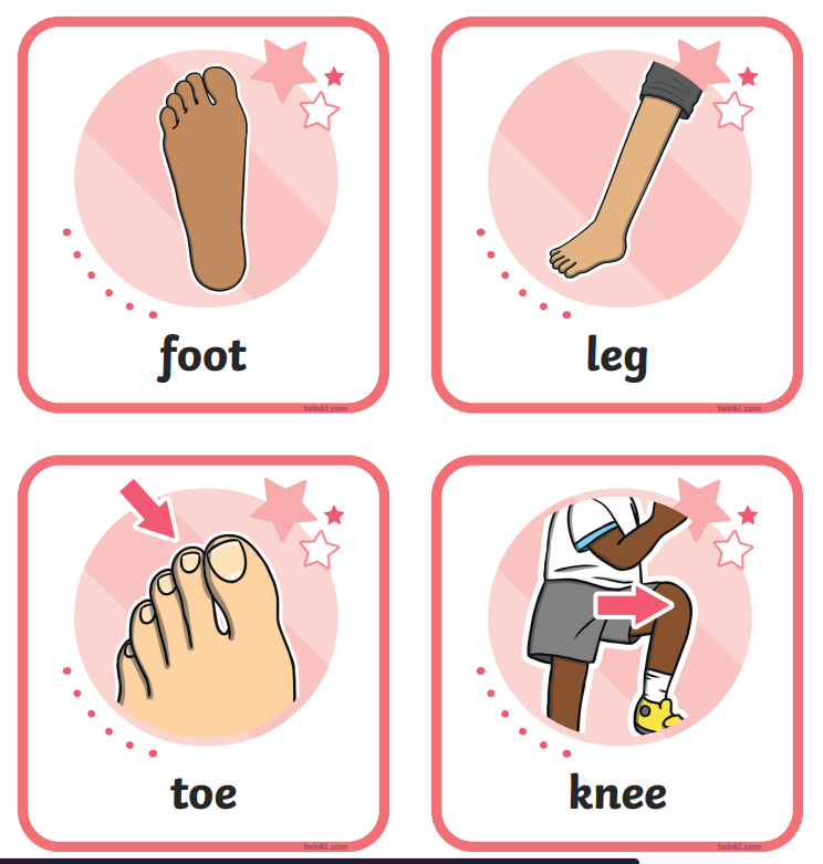 Body Parts Flashcards - Legs & Feet