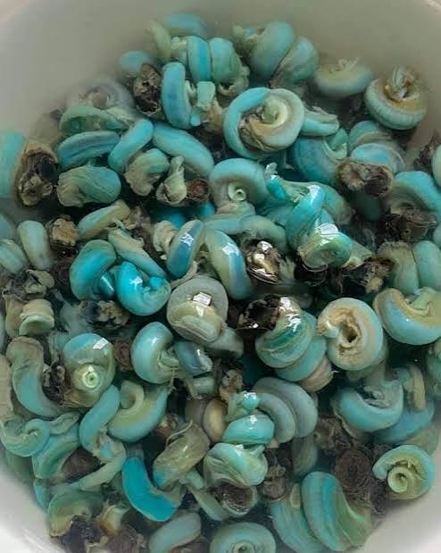 Blue Periwinkle Snails