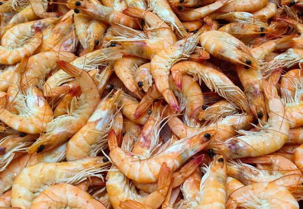 Fresh Shrimp
