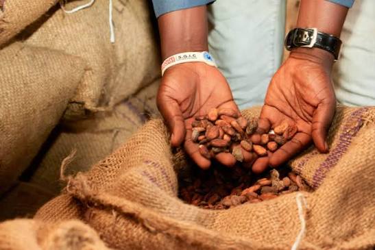 Premium Cocoa Beans