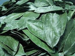 Fresh Scent Leaf
