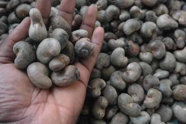Raw Cashew Nuts