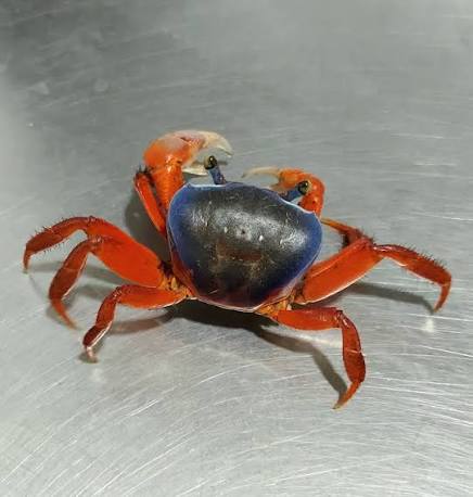 Live Rainbow Crab