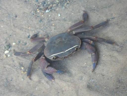Freshwater Mud Crab