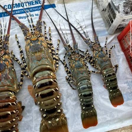 Fresh Spiny Lobster