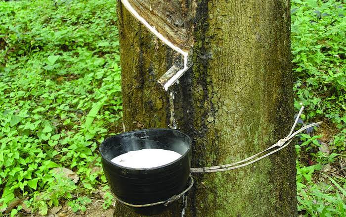 Natural Rubber Latex