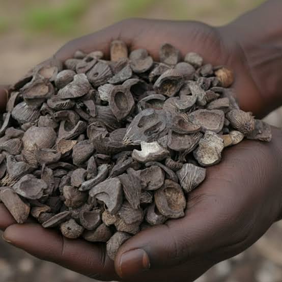 Dawadawa (Locust Bean) Seeds