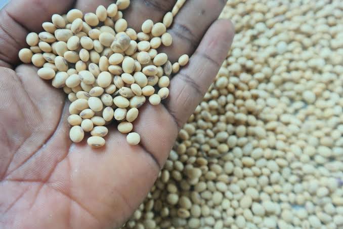 Premium Soybeans