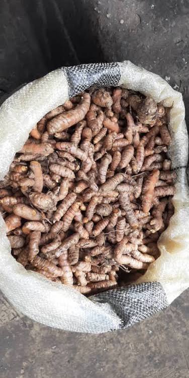 Fresh Turmeric Roots