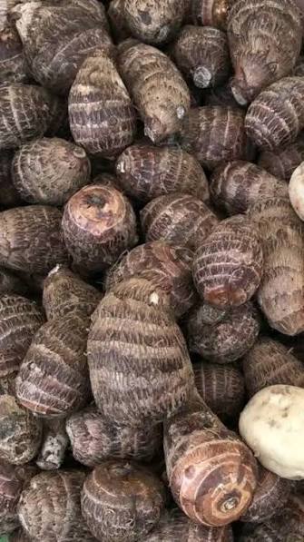 Fresh Taro Root