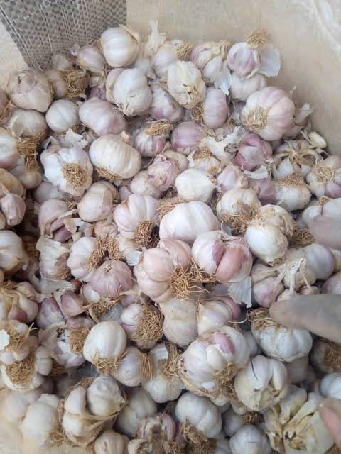 Fresh Garlic Bulbs