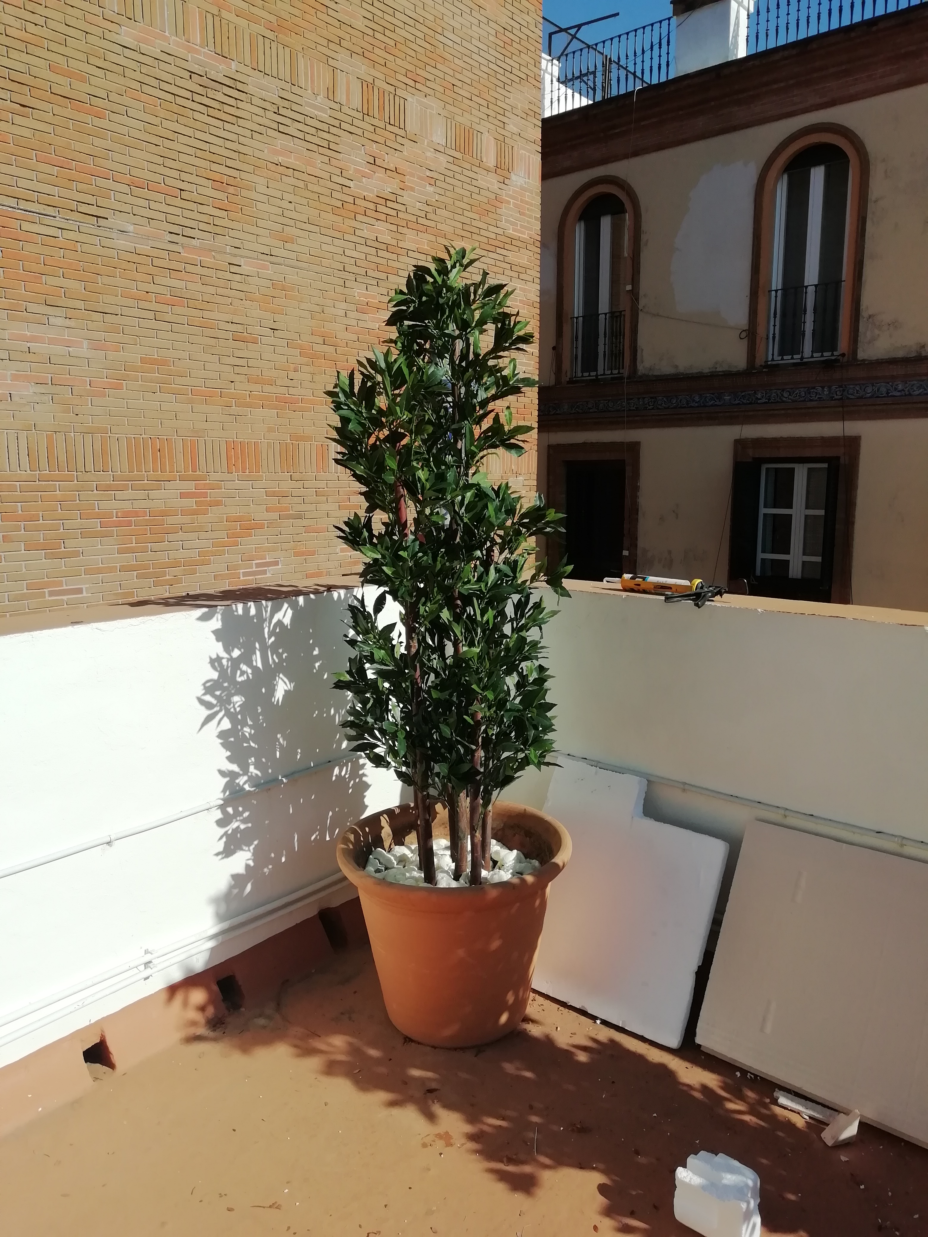 Planta de laurel de exterior.