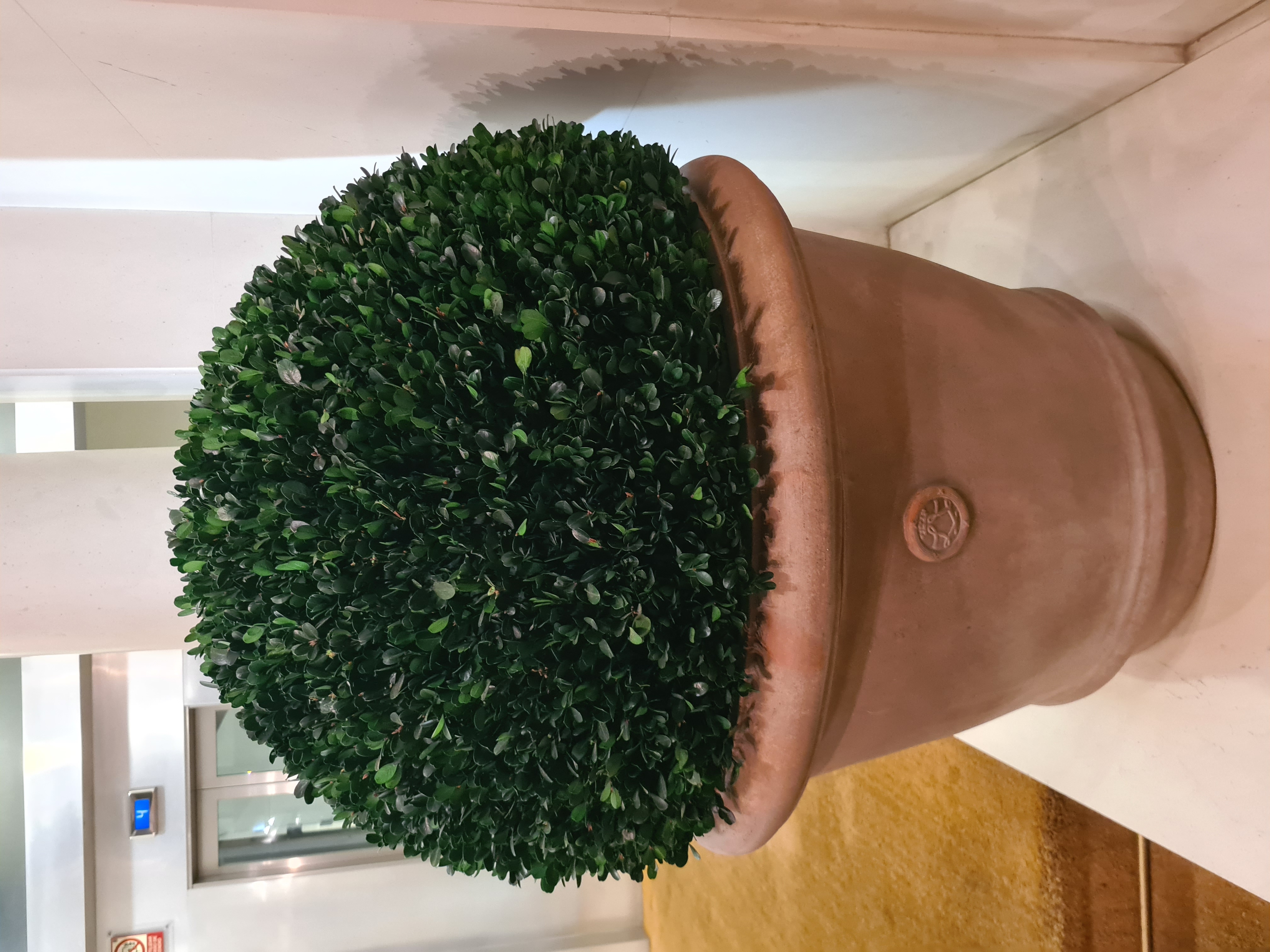 Planta de box preservado