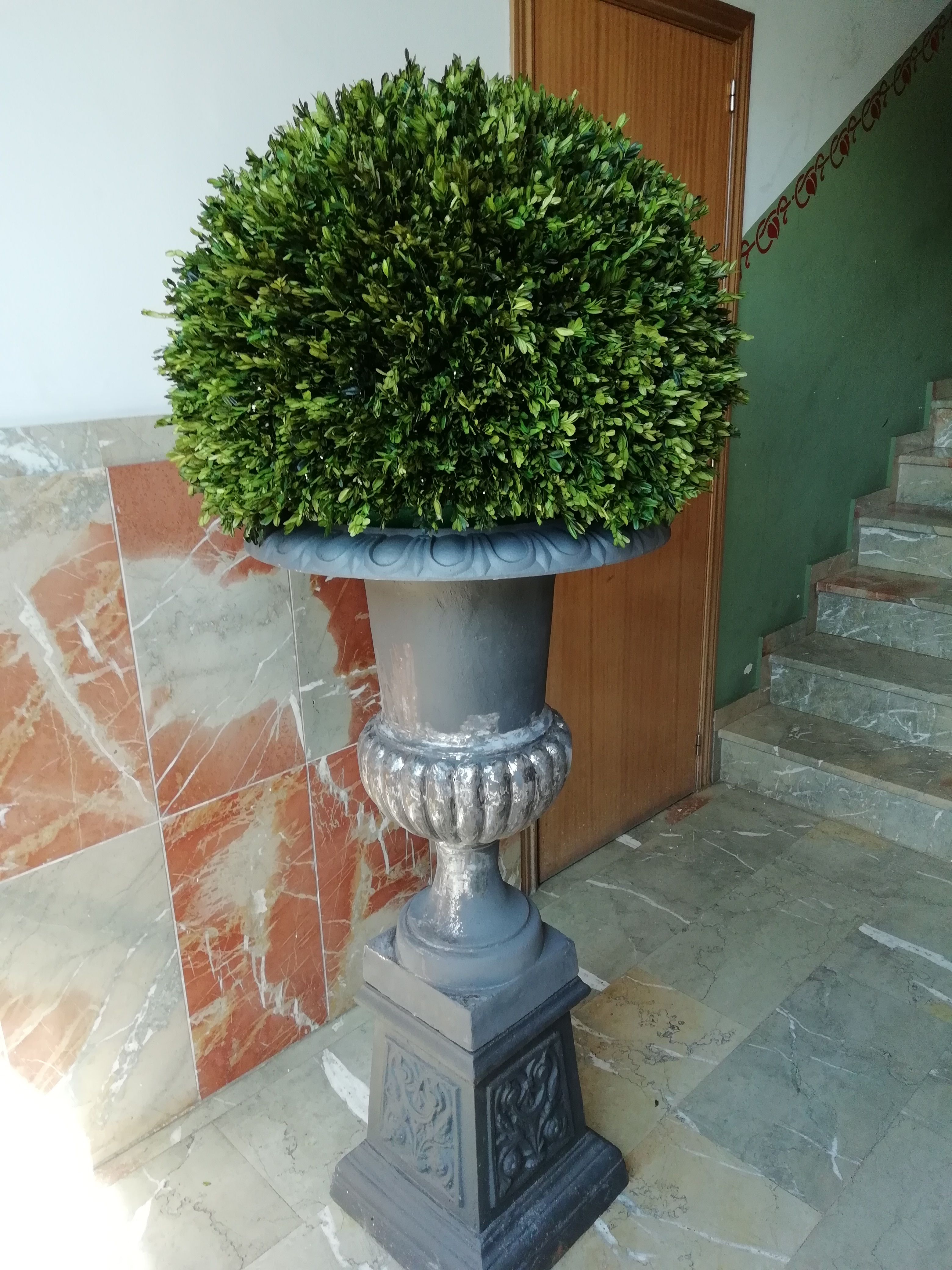 Planta de box preservado