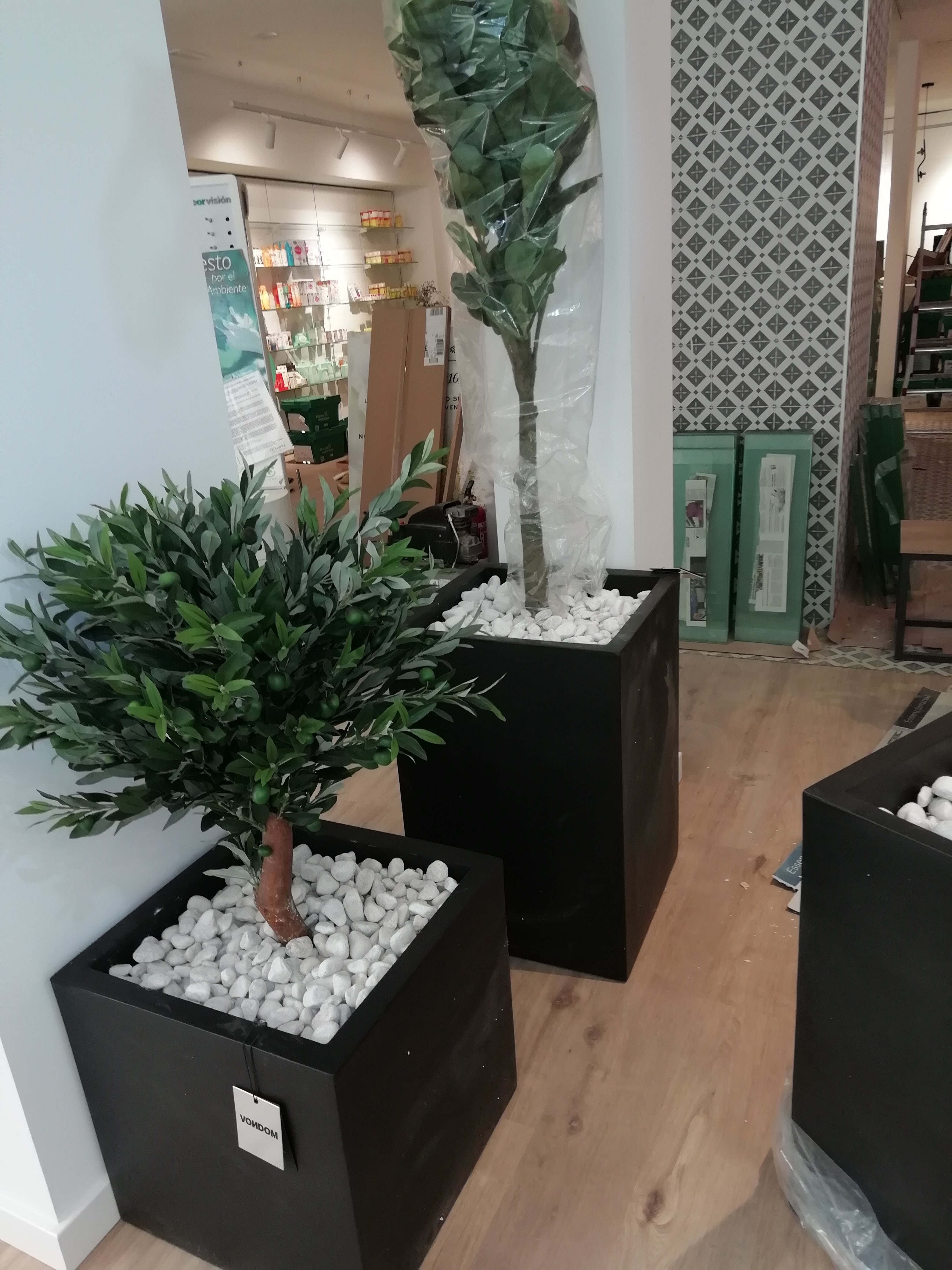 Arbol ficus