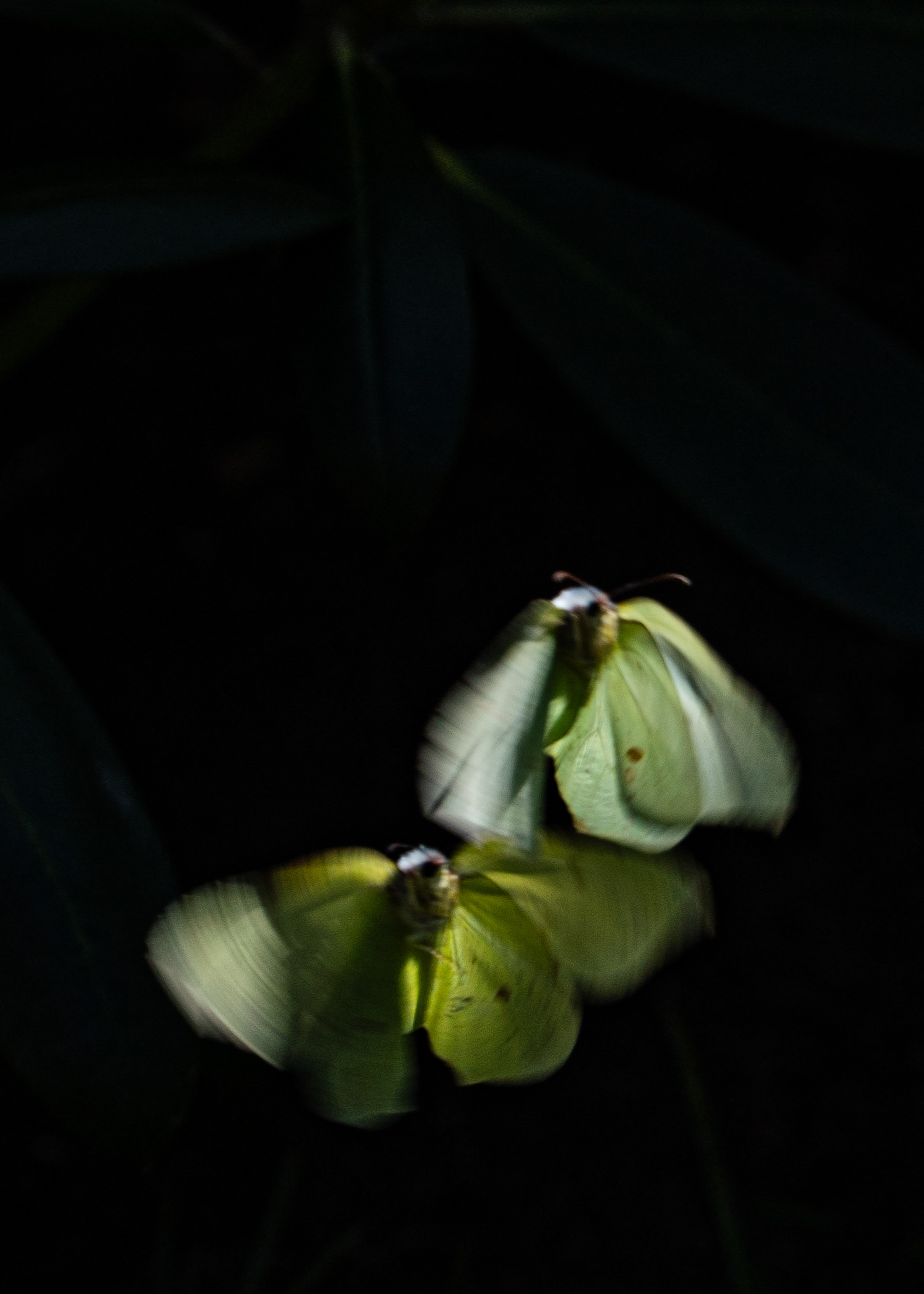 Common brimstone 