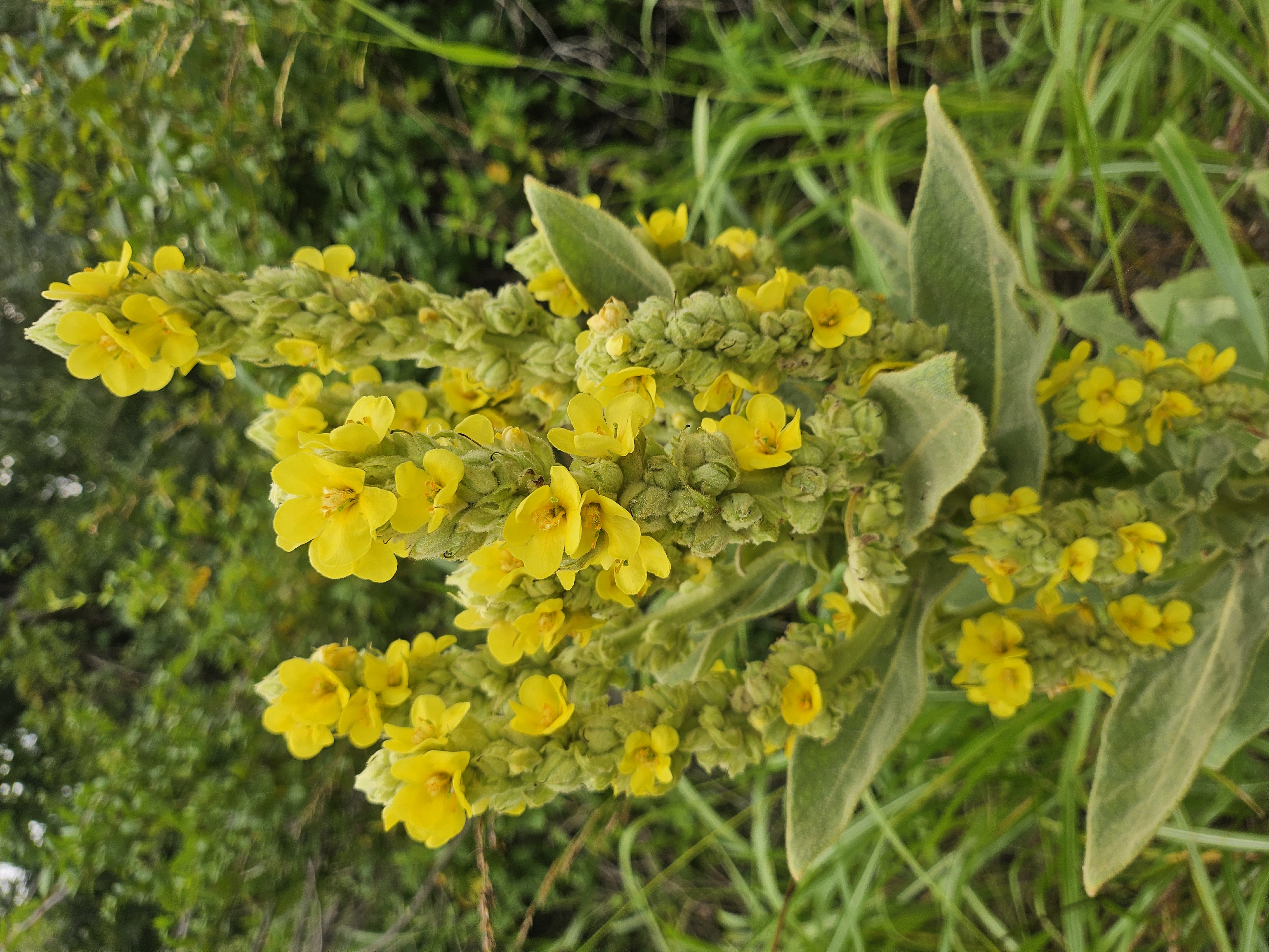 Mullein Flower Oil
