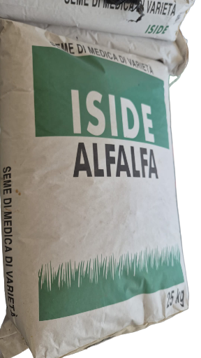 Iside Yonca Tohumu