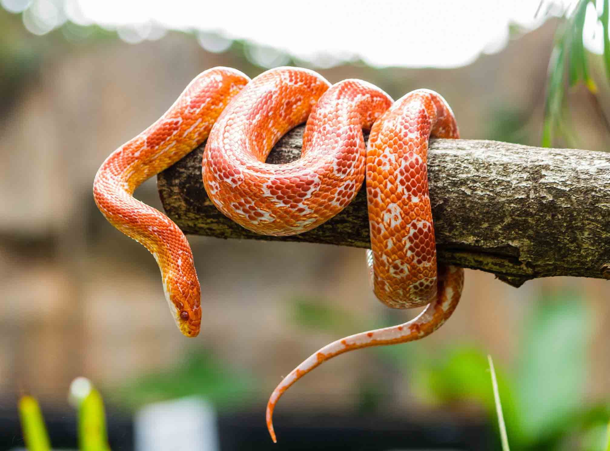 Exotic Pet Care