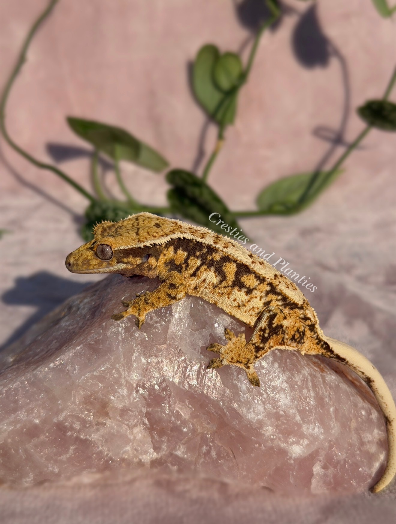 Kashi