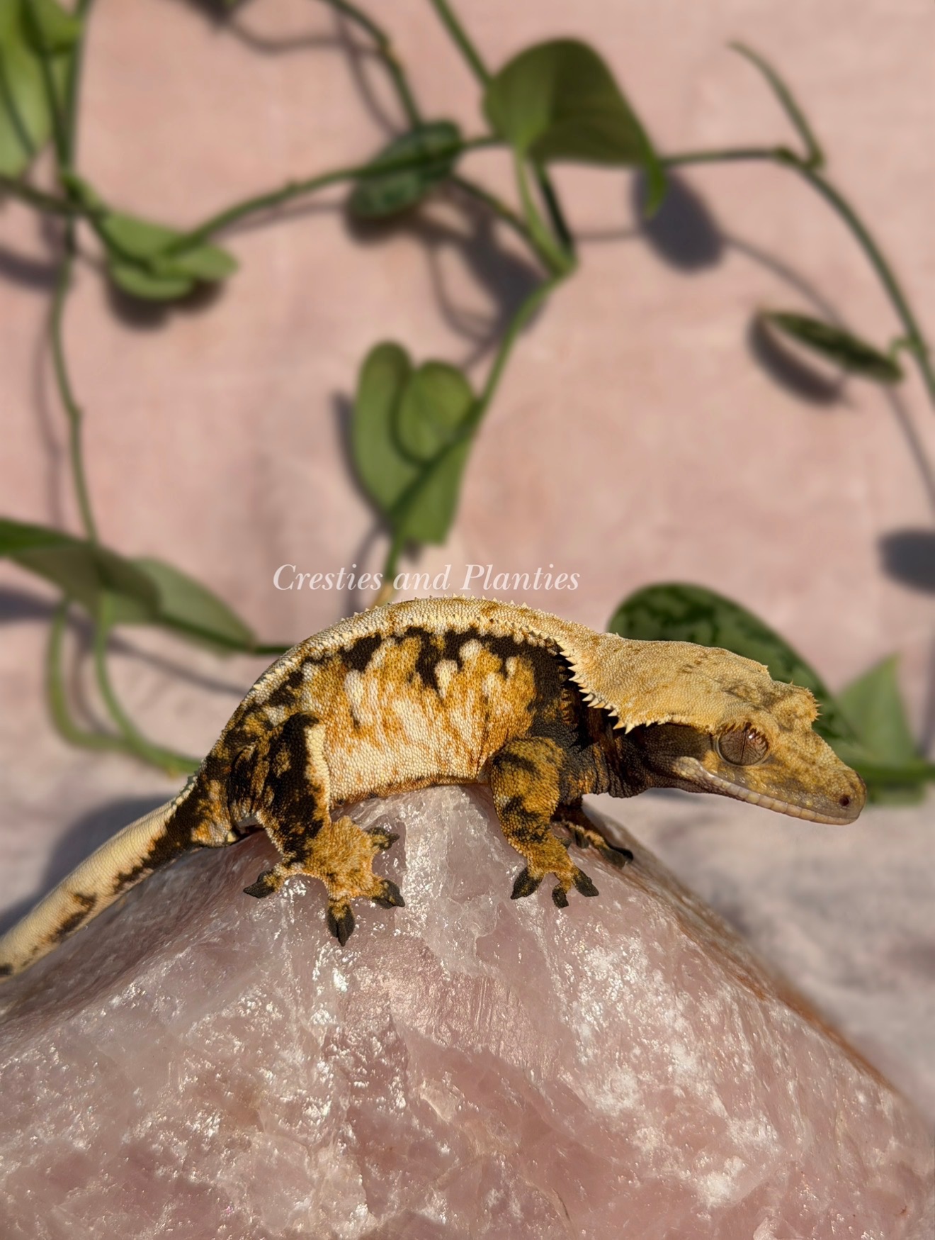 Zorro