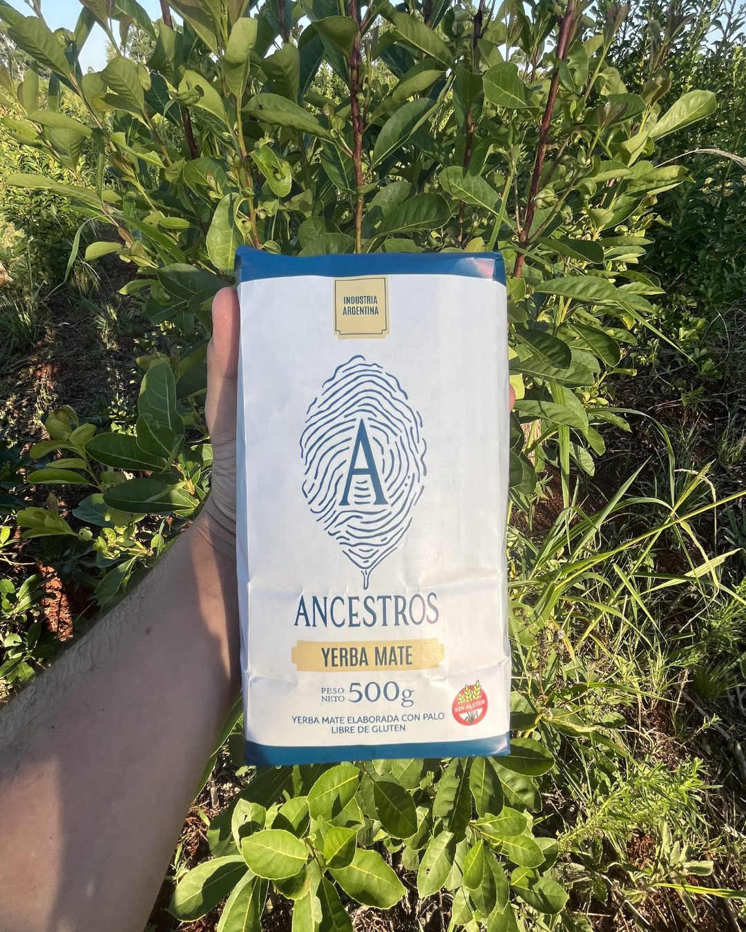 Yerba Mate ANCESTROS Agroecológica x 500g