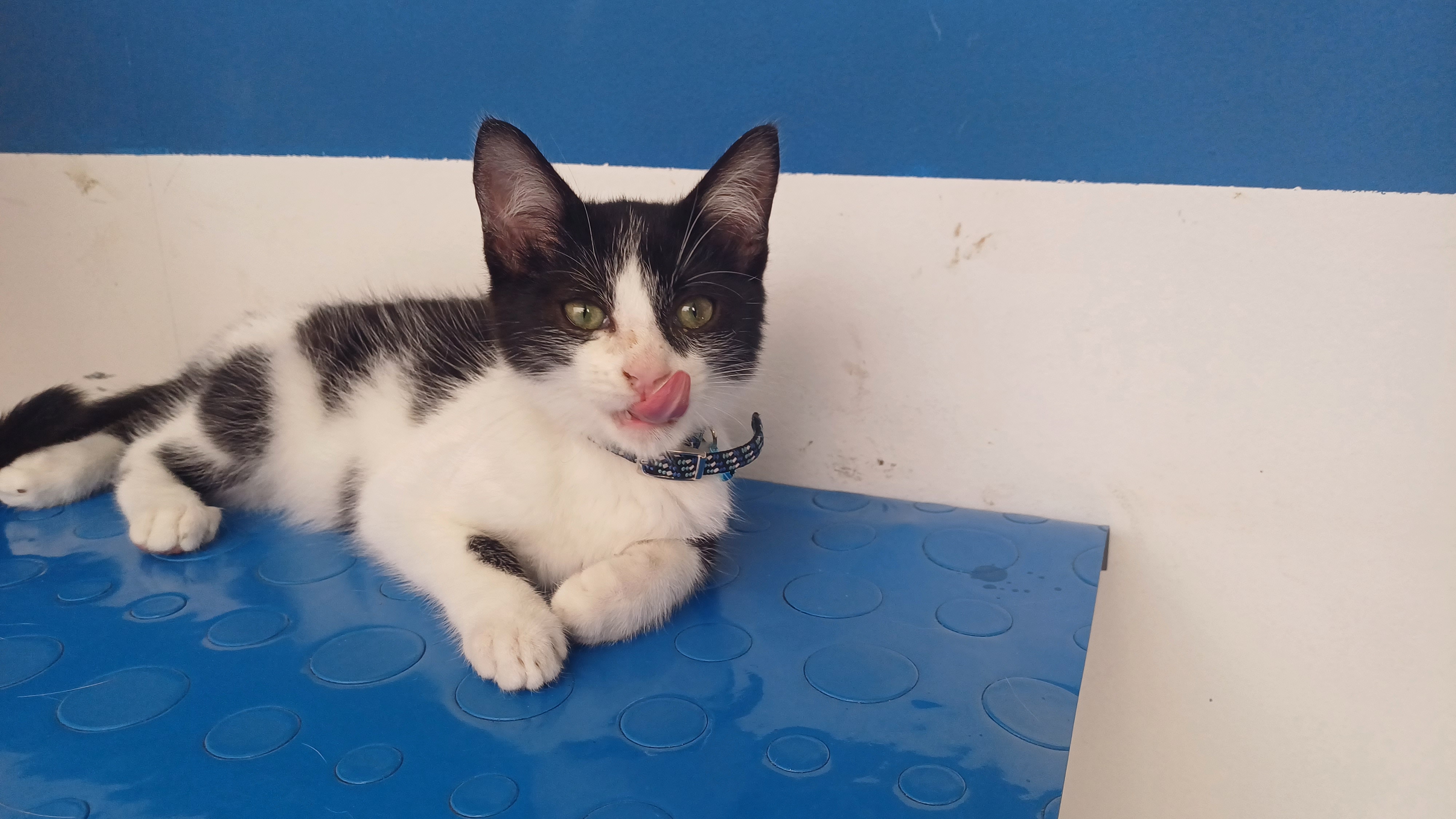 Laboratorio Veterinario