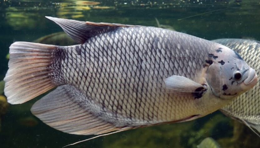 Giant Gourami Fish