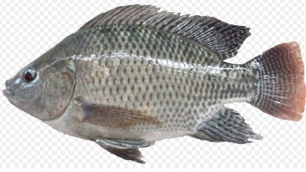 Fresh Tilapia Fish