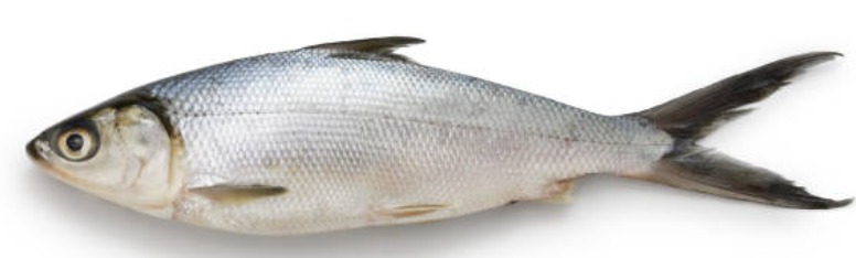 Fresh Milkfish