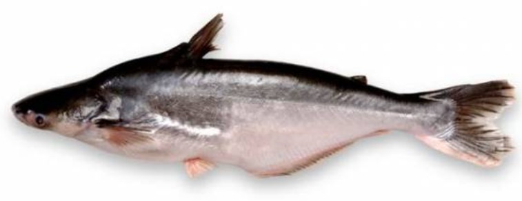 Fresh Pangasius Fish