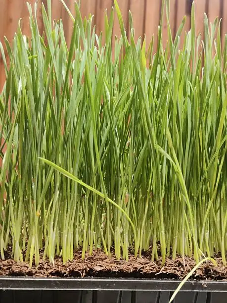 Wheatgrass Growing Tray