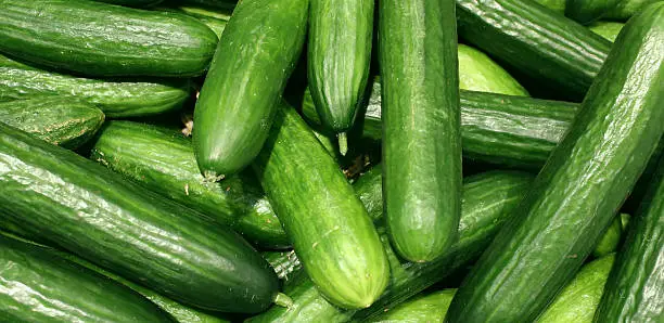 Fresh Cucumbers