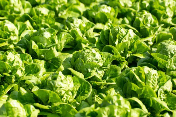 Fresh Lettuce Heads